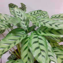 Load image into Gallery viewer, Calathea mix, 19cm pot.