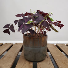 Load image into Gallery viewer, Oxalis triangularis - False Shamrock, 12cm Pot