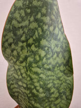 Load image into Gallery viewer, Sansevieria masoniana victoria - Whale Fin, 12cm Pot