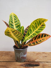 Load image into Gallery viewer, Codiaeum Mix, 9cm Pot