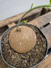 Load image into Gallery viewer, Stephania Erecta - XL, 12cm pot