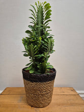Load image into Gallery viewer, Euphorbia Trigona, 17cm Pot