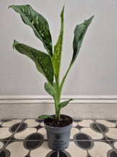Load image into Gallery viewer, Dieffenbachia Crocodile 12cm Pot