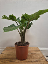 Load image into Gallery viewer, Alocasia macrorrhiza - Giant Taro, 17cm Pot