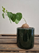 Load image into Gallery viewer, Stephania Erecta - XL, 12cm pot
