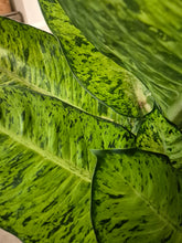 Load image into Gallery viewer, Dieffenbachia White Amazon, 24cm Pot
