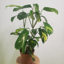 Load image into Gallery viewer, Ctenanthe lubbersiana  - Bamburanta, 17cm pot