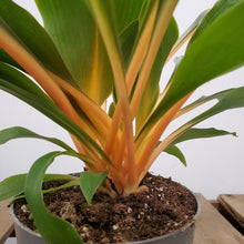 Load image into Gallery viewer, Chlorophytum orchidastrum - Green Orange, 12cm Pot