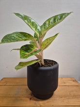 Load image into Gallery viewer, Aglaonema Iguana Red - Chinese Evergreen, 12cm Pot