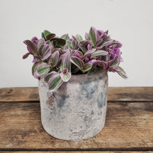 Load image into Gallery viewer, Tradescantia - Sweetness, 10.5cm pot