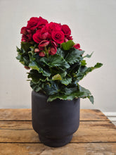 Load image into Gallery viewer, Begonia - baladin, 12cm Pot