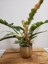 Load image into Gallery viewer, Philodendron ring of fire, 14cm Pot