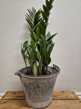 Load image into Gallery viewer, Zamioculcas zamiifolia - ZZ Plant, 17cm Pot