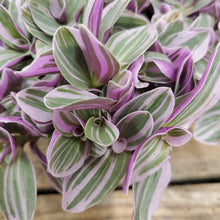 Load image into Gallery viewer, Tradescantia - Sweetness, 10.5cm pot