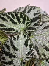 Load image into Gallery viewer, Begonia Silver Jewel, 15cm Pot