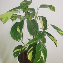 Load image into Gallery viewer, Ctenanthe lubbersiana  - Bamburanta, 17cm pot