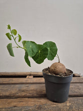 Load image into Gallery viewer, Stephania Erecta - XL, 12cm pot