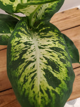 Load image into Gallery viewer, Dieffenbachia Sublime, 12cm Pot