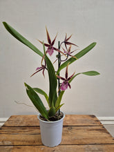 Load image into Gallery viewer, Brassia - Shelob Tolkien, 12cm Pot