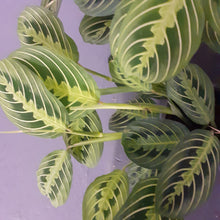 Load image into Gallery viewer, Maranta - Lemon Lime, 12cm Pot