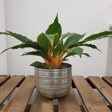 Load image into Gallery viewer, Chlorophytum orchidastrum - Green Orange, 12cm Pot