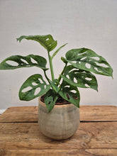 Load image into Gallery viewer, Monstera Adansonii - Mint, 12cm Pot