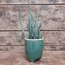 Load image into Gallery viewer, Senecio stapeliiformis - Pickle Plant, 8.5cm Pot.