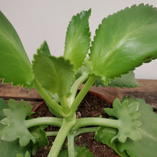 Load image into Gallery viewer, Kalanchoe daigremontiana -Alligator Plant, 12cm Pot