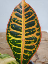 Load image into Gallery viewer, Codiaeum Mix, 9cm Pot