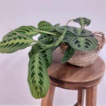 Load image into Gallery viewer, Maranta - Lemon Lime, 12cm Pot