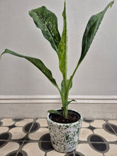 Load image into Gallery viewer, Dieffenbachia Crocodile 12cm Pot