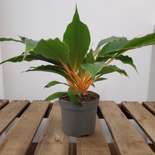 Load image into Gallery viewer, Chlorophytum orchidastrum - Green Orange, 12cm Pot