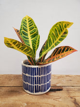 Load image into Gallery viewer, Codiaeum Mix, 9cm Pot