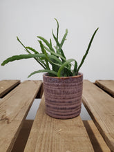 Load image into Gallery viewer, Lepismium Bolivianum, 5.5cm Pot