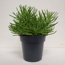 Load image into Gallery viewer, Senecio archeri - Himalaya - 12cm Pot