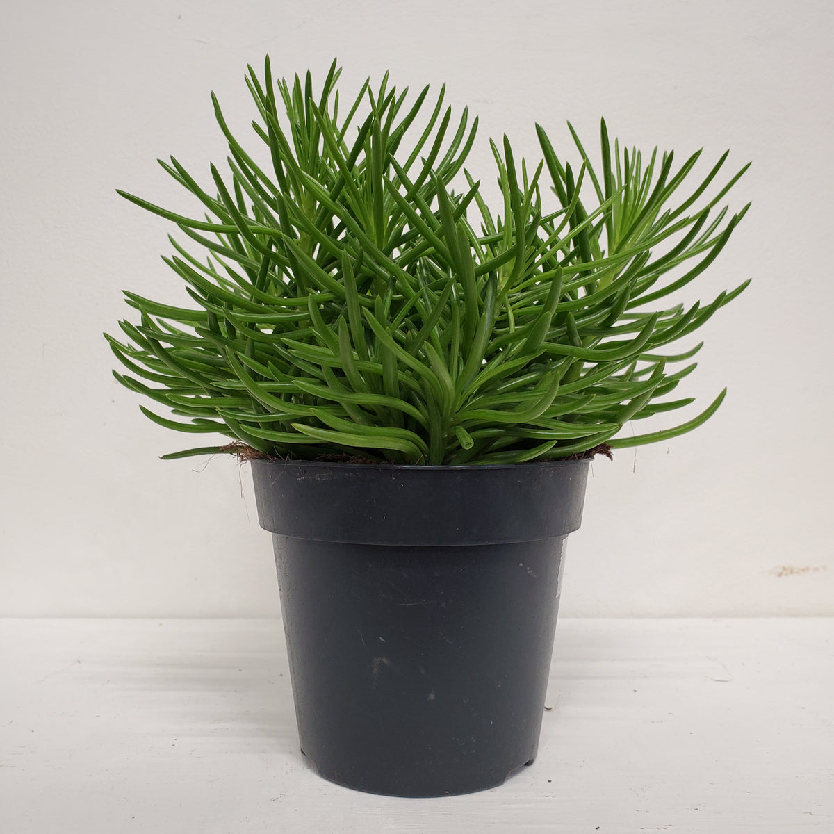 himalaya succulent Senecio archeri - Himalaya