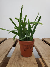 Load image into Gallery viewer, Lepismium Bolivianum, 5.5cm Pot