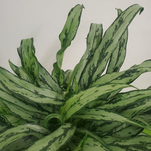 Load image into Gallery viewer, Aglaonema cutlass - Chinese Evergreen, 12cm Pot