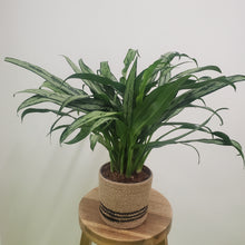 Load image into Gallery viewer, Aglaonema cutlass - Chinese Evergreen, 12cm Pot