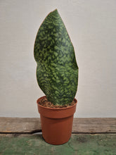 Load image into Gallery viewer, Sansevieria masoniana victoria - Whale Fin, 12cm Pot