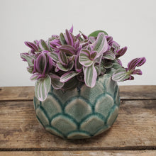 Load image into Gallery viewer, Tradescantia - Sweetness, 10.5cm pot