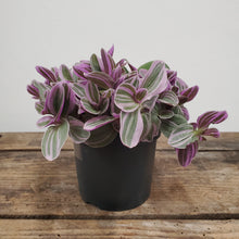 Load image into Gallery viewer, Tradescantia - Sweetness, 10.5cm pot
