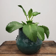 Load image into Gallery viewer, Kalanchoe daigremontiana -Alligator Plant, 12cm Pot