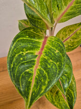 Load image into Gallery viewer, Aglaonema Iguana Red - Chinese Evergreen, 12cm Pot