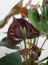 Load image into Gallery viewer, Anthurium - Black Love, 12cm Pot