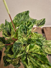 Load image into Gallery viewer, Peperomia Caperata - Buenos Aires, 12cm Pot