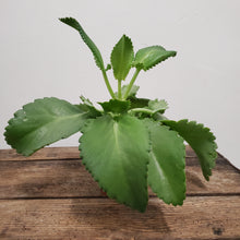 Load image into Gallery viewer, Kalanchoe daigremontiana -Alligator Plant, 12cm Pot