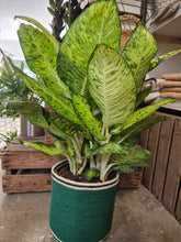 Load image into Gallery viewer, Dieffenbachia White Amazon, 24cm Pot