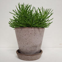 Load image into Gallery viewer, Senecio archeri - Himalaya - 12cm Pot