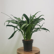 Load image into Gallery viewer, Aglaonema cutlass - Chinese Evergreen, 12cm Pot